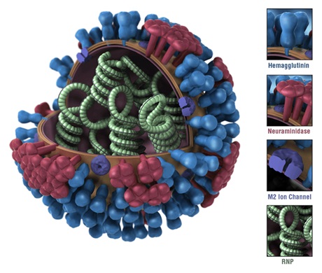 influenza virus with common vaccine targets